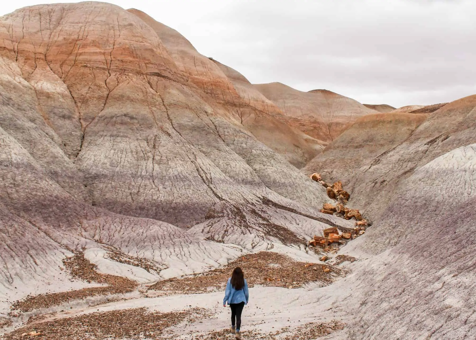 The Complete Guide to Petrified Forest National Park in November